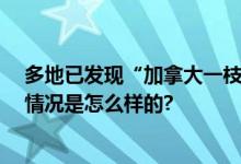 多地已发现“加拿大一枝黄花” 被称为“生态杀手” 具体情况是怎么样的?