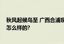 秋风起候鸟至 广西合浦现万只红嘴鸥迁徙盛况 具体情况是怎么样的?