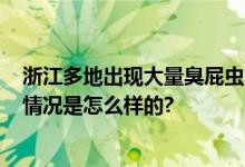 浙江多地出现大量臭屁虫 网友：一晚上老家弄了60只 具体情况是怎么样的?