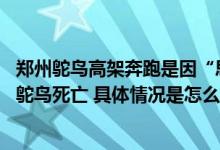 郑州鸵鸟高架奔跑是因“思妻心切” 鸵鸟主人回应街头狂奔鸵鸟死亡 具体情况是怎么样的?