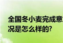 全国冬小麦完成意向播种面积过九成 具体情况是怎么样的?