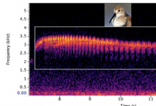 新的深度学习人工智能工具帮助生态学家通过歌曲监测珍稀鸟类