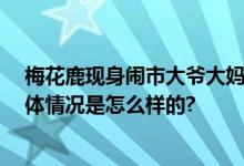 梅花鹿现身闹市大爷大妈围观抚摸 网友：这是小鹿乱撞 具体情况是怎么样的?