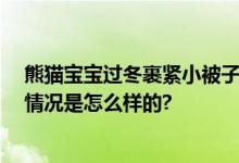 熊猫宝宝过冬裹紧小被子 网友：大熊猫演我过冬状态 具体情况是怎么样的?