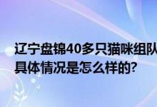 辽宁盘锦40多只猫咪组队守粮仓 网友：养猫千日用猫一时 具体情况是怎么样的?