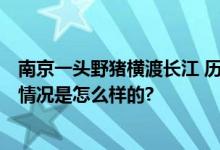 南京一头野猪横渡长江 历时12分钟 网友：这是真江豚 具体情况是怎么样的?