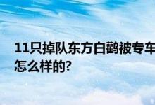 11只掉队东方白鹳被专车护送放飞 网友：好棒 具体情况是怎么样的?