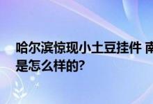 哈尔滨惊现小土豆挂件 南方小土豆是什么意思？ 具体情况是怎么样的?