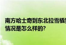 南方哈士奇到东北拉雪橇狂飙5公里 主人：血脉觉醒了 具体情况是怎么样的?