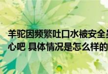 羊驼因频繁吐口水被安全员“约谈” 网友：这位羊驼可长点心吧 具体情况是怎么样的?