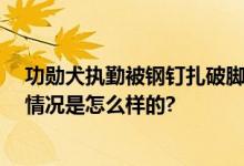 功勋犬执勤被钢钉扎破脚掌坚持执行任务 网友：致敬 具体情况是怎么样的?