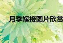 月季嫁接图片欣赏（月季嫁接技术图解）