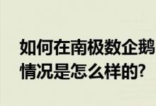 如何在南极数企鹅？科研人员逐步讲解 具体情况是怎么样的?