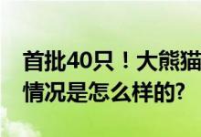 首批40只！大熊猫北京基地明年内开园 具体情况是怎么样的?