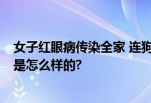 女子红眼病传染全家 连狗眼都红了 全家无一幸免 具体情况是怎么样的?