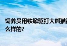 饲养员用铁锨驱打大熊猫被辞退 停业整顿3天 具体情况是怎么样的?