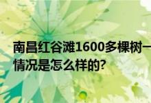 南昌红谷滩1600多棵树一夜被吹倒 景观树被连根拔起 具体情况是怎么样的?