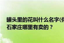 罐头里的花叫什么名字(你可以在超小的花盆里种植它们)？石家庄哪里有卖的？