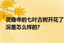 灵隐寺的七叶古树开花了 网友：古树报喜 见者好运 具体情况是怎么样的?