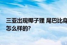 三亚出现椰子狸 尾巴比身长 系猫屎咖啡制造者 具体情况是怎么样的?