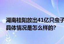 湖南桂阳放出41亿只虫子灭害虫 开启“虫口夺粮”保卫战 具体情况是怎么样的?