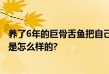 养了6年的巨骨舌鱼把自己摔死了 网友：缸太小了 具体情况是怎么样的?