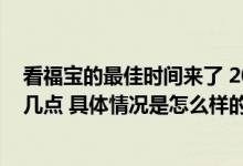 看福宝的最佳时间来了 2024年熊猫福宝对外开放时间每天几点 具体情况是怎么样的?