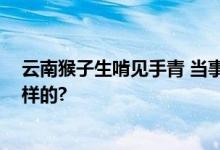 云南猴子生啃见手青 当事人觉得非常震惊 具体情况是怎么样的?