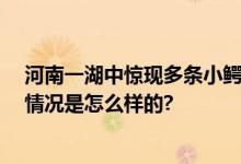 河南一湖中惊现多条小鳄鱼 水利局：将持续三天排查 具体情况是怎么样的?