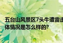 五台山风景区7头牛遭雷击死亡 拍摄者：是农户家散养的 具体情况是怎么样的?