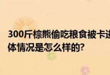 300斤棕熊偷吃粮食被卡进塑料桶 救援时人和熊都很紧张 具体情况是怎么样的?