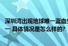 深圳湾出现地球唯一蓝血生物 被誉为动物界的“活化石”之一 具体情况是怎么样的?