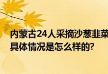 内蒙古24人采摘沙葱韭菜花被查处 官方严厉打击非法采摘 具体情况是怎么样的?