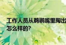 工作人员从鹈鹕嘴里掏出同事 网友：胡口夺食 具体情况是怎么样的?