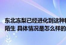 东北冻梨已经进化到这种程度了 网友：尔滨再一次让人感到陌生 具体情况是怎么样的?