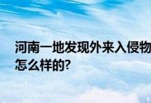 河南一地发现外来入侵物种 吃错可能“致命” 具体情况是怎么样的?