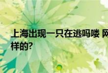 上海出现一只在逃吗喽 网友：黑神话金山 具体情况是怎么样的?