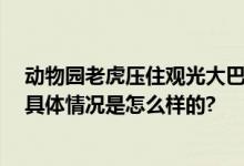 动物园老虎压住观光大巴群众惊叫 拍摄者：压迫感十足！ 具体情况是怎么样的?