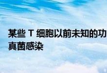 某些 T 细胞以前未知的功能可以帮助对抗自身免疫性疾病和真菌感染