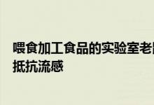 喂食加工食品的实验室老鼠被发现比那些吃谷物的老鼠更能抵抗流感